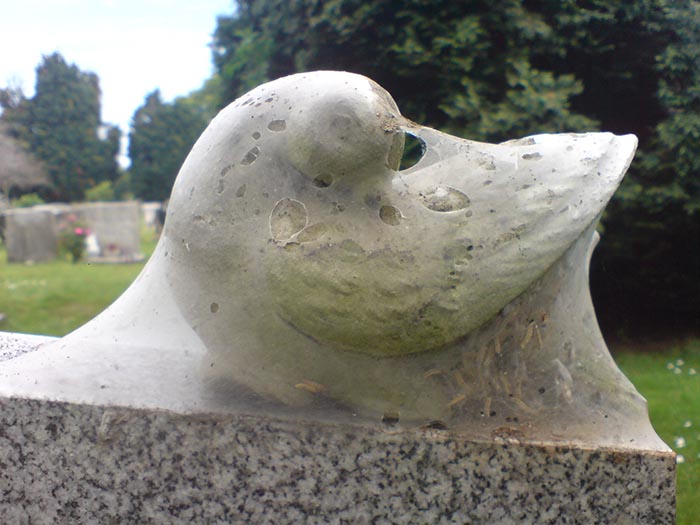 bird