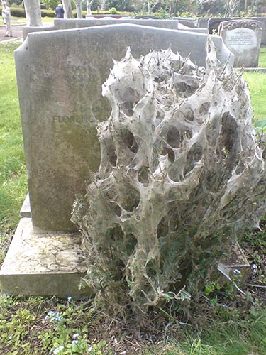 bush