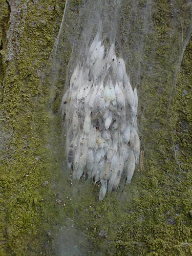 caterpillars