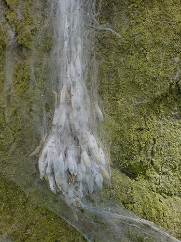 caterpillars