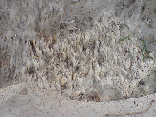 caterpillars