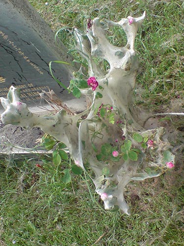 flowers 02