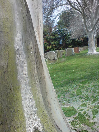 trunk 01