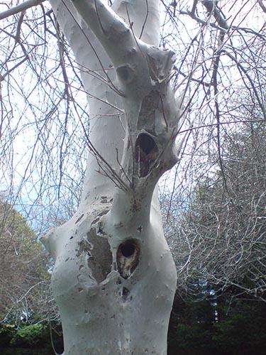 trunk 02