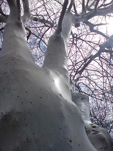 trunk_04