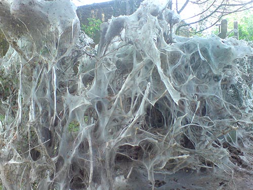 web