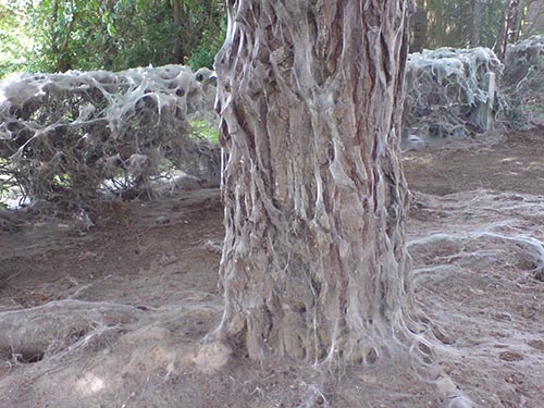 webtree